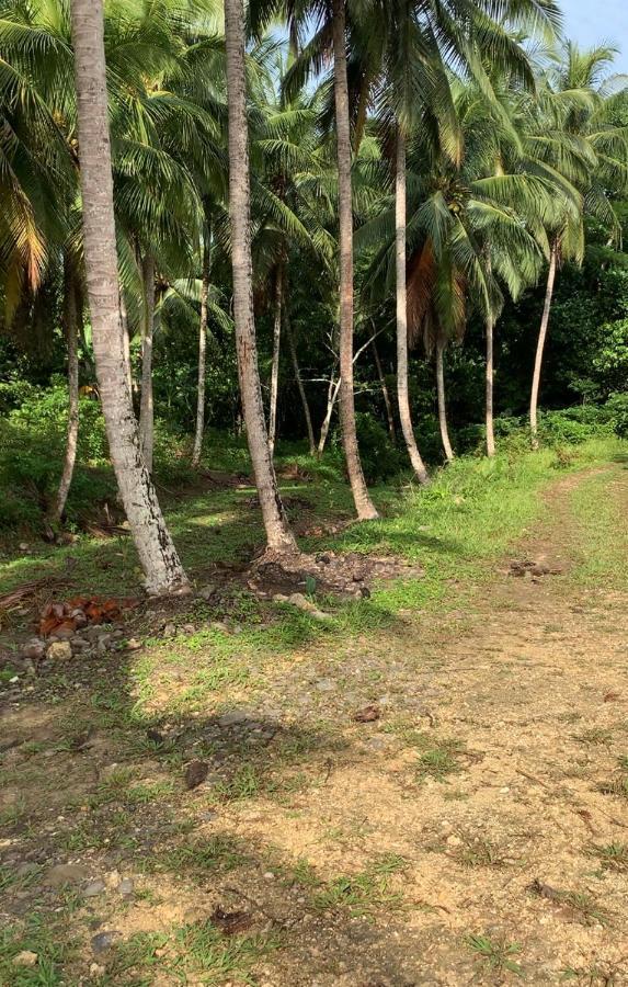 Green Queendom Farm And Lodging Oracabessa Exterior photo
