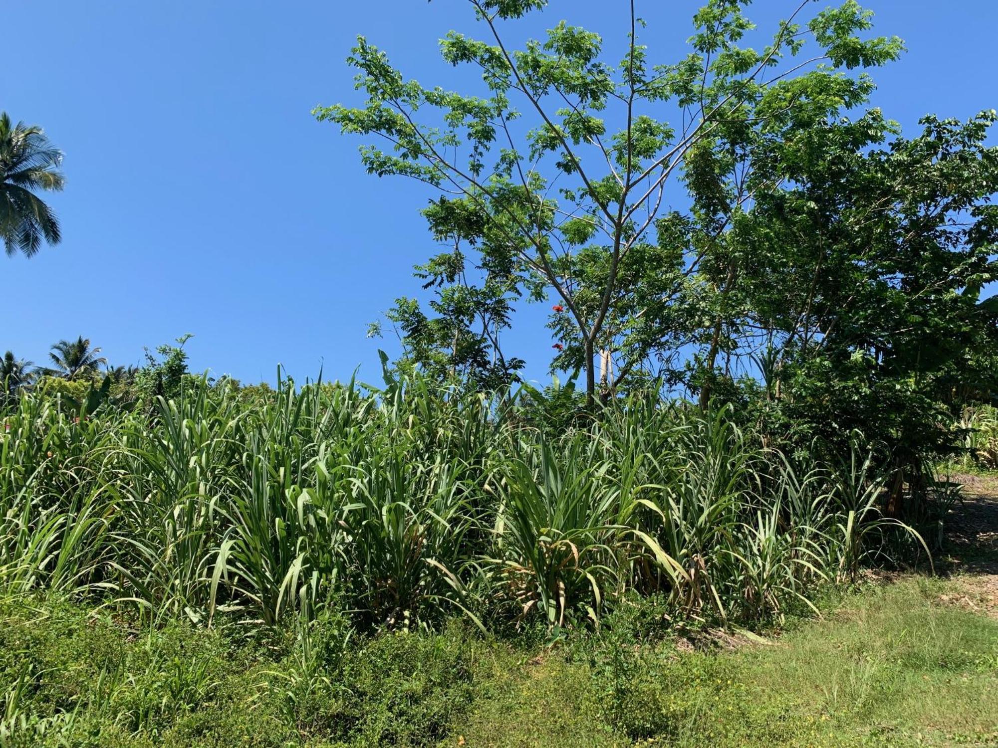 Green Queendom Farm And Lodging Oracabessa Exterior photo